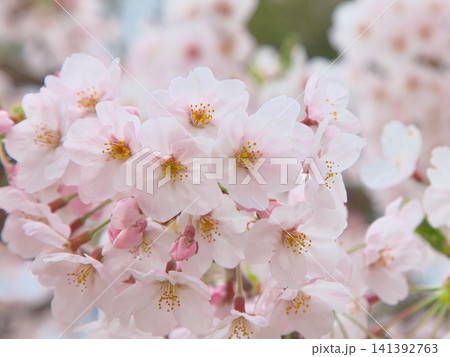 爽やかに咲く桜 　自然風景 141392763