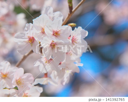 爽やかに咲く桜 自然風景 爽やかに咲く桜 自然風景 141392765