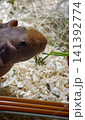 Guinea pig eats grass from a hand in a cozy indoor setting 141392774