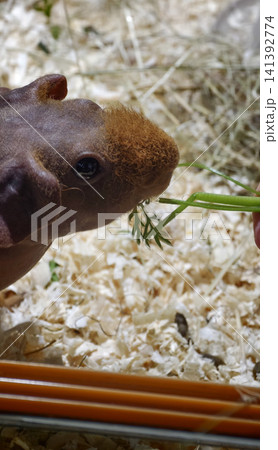 Guinea pig eats grass from a hand in a cozy indoor setting 141392774