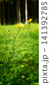 Flowers grow in a green field with trees in the background on a sunny day 141392785