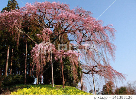 ベニシダレサクラ青空と菜の花とのコンビネーション ベニシダレサクラ青空と菜の花とのコンビネーション 141393126