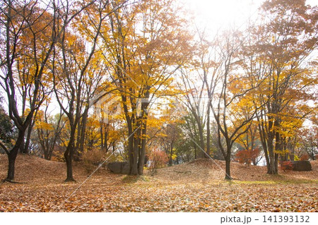 秋 紅葉し落葉する木々 秋 紅葉し落葉する木々 141393132