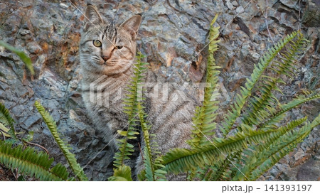 かわいい野良猫 かわいい野良猫 141393197