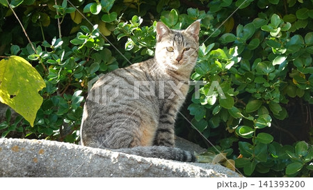 かわいい野良猫 かわいい野良猫 141393200