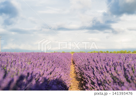 Lavender Field Stretching to the Horizon Under Dramatic Blue Storm Clouds. Lavender Field Stretching to the Horizon Under Dramatic Blue Storm Clouds. 141393476
