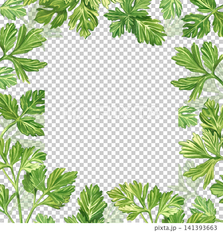 Watercolor frame with the image of leaves and twigs of parsley. A frame made of fresh green herbs for decorating culinary menus or recipe cards, postcards, and kitchen textiles. Watercolor frame with the image of leaves and twigs of parsley. A frame made of fresh green herbs for decorating culinary menus or recipe cards, postcards, and kitchen textiles. 141393663