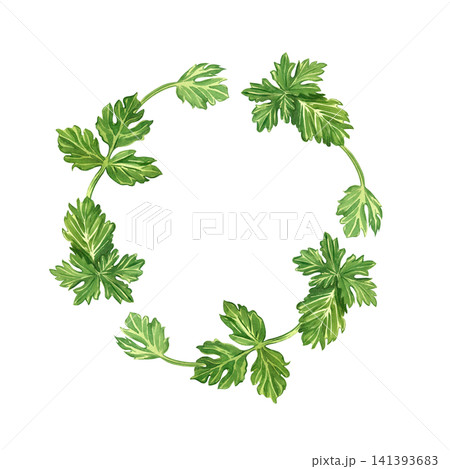 Watercolor illustration of parsley leaves in a round frame. All objects are hand-painted in watercolor. Illustration of culinary design for organic food menus and condiment packaging, printed on paper Watercolor illustration of parsley leaves in a round frame. All objects are hand-painted in watercolor. Illustration of culinary design for organic food menus and condiment packaging, printed on paper 141393683