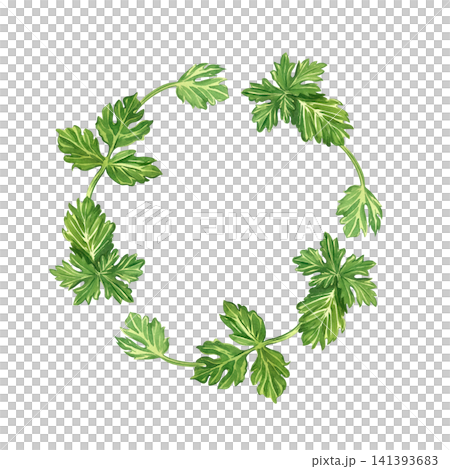 Watercolor illustration of parsley leaves in a round frame. All objects are hand-painted in watercolor. Illustration of culinary design for organic food menus and condiment packaging, printed on paper Watercolor illustration of parsley leaves in a round frame. All objects are hand-painted in watercolor. Illustration of culinary design for organic food menus and condiment packaging, printed on paper 141393683