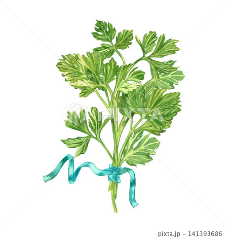 Watercolor illustration of a sprig of parsley tied with a blue ribbon. Everything is hand-painted in watercolor. Botanical illustration of edible herbs for kitchen decoration and decoration of menus. Watercolor illustration of a sprig of parsley tied with a blue ribbon. Everything is hand-painted in watercolor. Botanical illustration of edible herbs for kitchen decoration and decoration of menus. 141393686