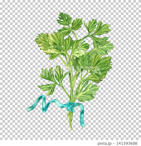 Watercolor illustration of a sprig of parsley tied with a blue ribbon. Everything is hand-painted in watercolor. Botanical illustration of edible herbs for kitchen decoration and decoration of menus. Watercolor illustration of a sprig of parsley tied with a blue ribbon. Everything is hand-painted in watercolor. Botanical illustration of edible herbs for kitchen decoration and decoration of menus. 141393686