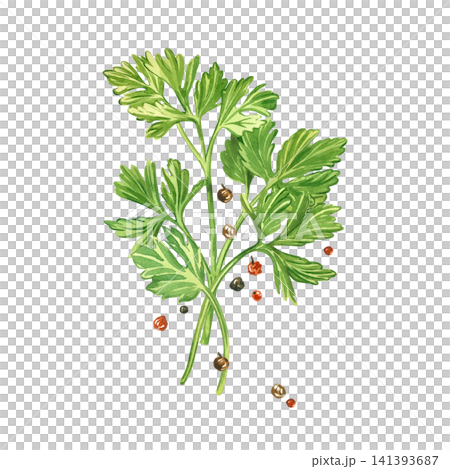 Watercolor composition of sprigs of fresh parsley and peppercorns. All objects are hand-painted in watercolor. An illustration for the design of organic products, restaurant menus, or packaging. Watercolor composition of sprigs of fresh parsley and peppercorns. All objects are hand-painted in watercolor. An illustration for the design of organic products, restaurant menus, or packaging. 141393687