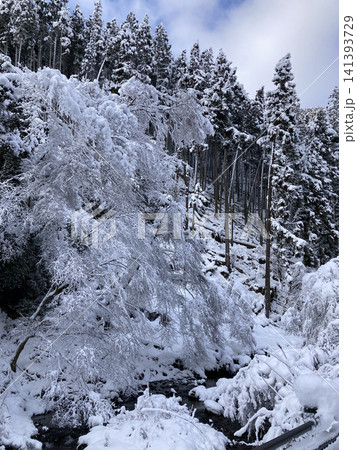 雪が降り積もった幻想的な冬の森林風景 雪が降り積もった幻想的な冬の森林風景 141393729
