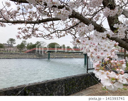 京都宇治川のほとりに咲く満開の桜と朱色の橋の風景 京都宇治川のほとりに咲く満開の桜と朱色の橋の風景 141393741