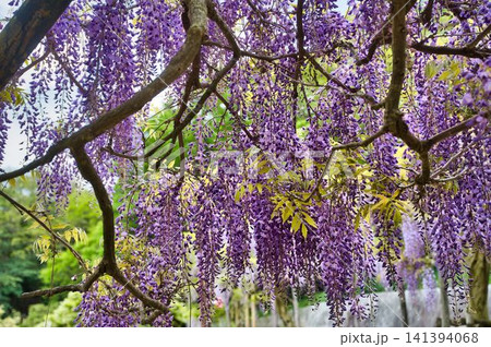 房のように咲く藤の花 141394068