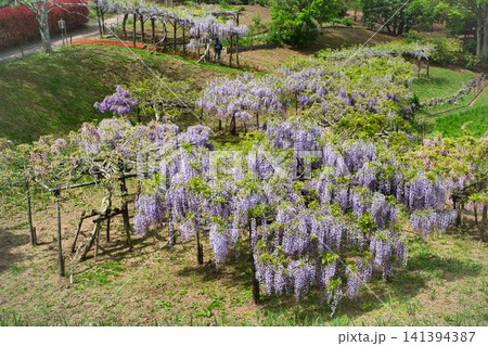 花が咲きそろったふじまつり 花が咲きそろったふじまつり 141394387