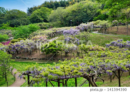 まつりを彩る藤の花々 まつりを彩る藤の花々 141394390