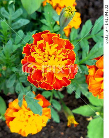 鮮やかな赤黄のマリーゴールドの花と蕾 鮮やかな赤黄のマリーゴールドの花と蕾 141394532