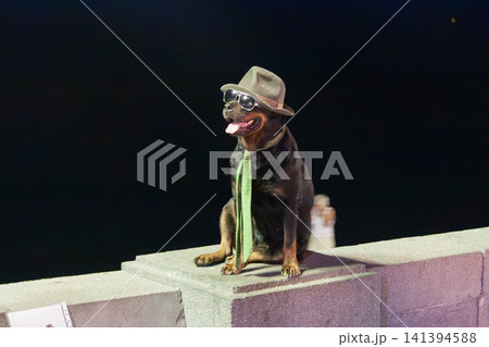Dog sits atop stone ledge, wearing hat and glasses. Tongue hangs out, looking alert and amused. Green tie adds whimsical flair to the outfit. Dark background emphasizes the dog's playful pose 141394588