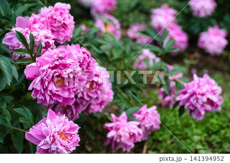 ぼたん苑を彩るぼたんの花 ぼたん苑を彩るぼたんの花 141394952