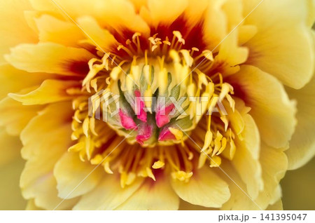 黄色シャクヤクの花芯 黄色シャクヤクの花芯 141395047