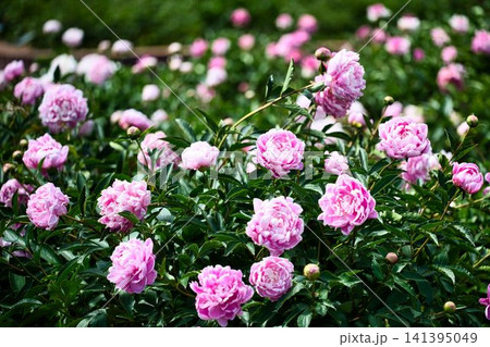 一斉に咲き始めた芍薬園 一斉に咲き始めた芍薬園 141395049