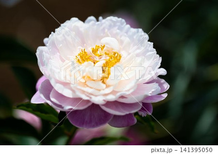 色彩が上品なシャクヤクの花 色彩が上品なシャクヤクの花 141395050