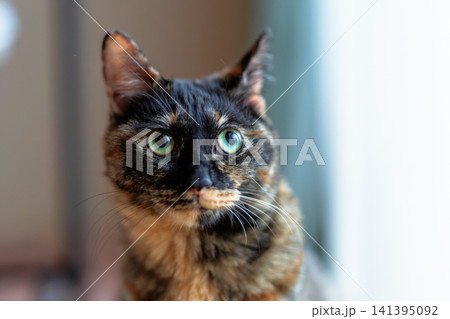 サビ猫 141395092