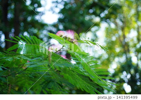 Photo of Albizia Tree Branch with Beautiful Spreading Green Leaves and Flowers on Blurred Bokeh Background on a Summer Day with Sunshine Photo of Albizia Tree Branch with Beautiful Spreading Green Leaves and Flowers on Blurred Bokeh Background on a Summer Day with Sunshine 141395499