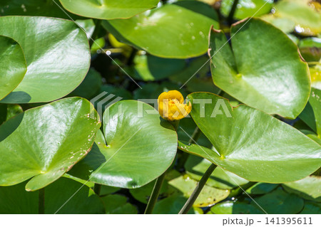 水面に浮かぶ緑の葉と可憐に咲く黄色いコウホネの花 水面に浮かぶ緑の葉と可憐に咲く黄色いコウホネの花 141395611