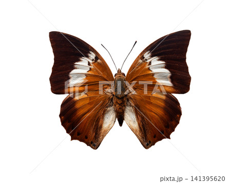butterfly Charases borneensis  isolated on white background 141395620