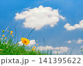 青空に向かって咲く黄色い花 141395622