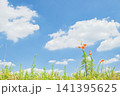 青空に浮かぶ雲と黄色い花 141395625