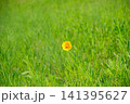 黄色い花 141395627