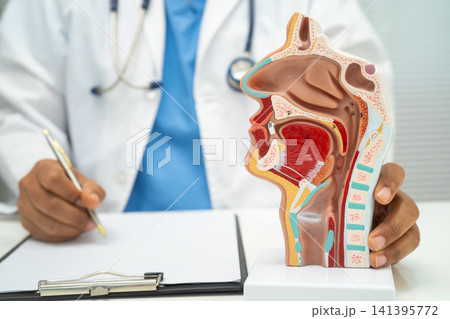 Asian doctor with nasal oral throat cavity neck human anatomy model for study diagnosis and treatment in hospital. Asian doctor with nasal oral throat cavity neck human anatomy model for study diagnosis and treatment in hospital. 141395772