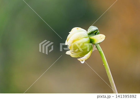水滴をたたえて静かに開花を待つダリアのつぼみ 水滴をたたえて静かに開花を待つダリアのつぼみ 141395892