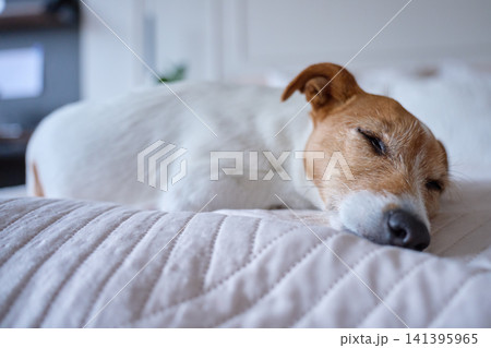 Jack Russell Terrier sleeping on neatly made bed in bright home interior 141395965