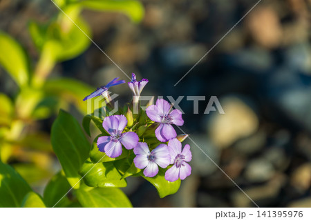 海辺の岩場にひっそりと咲く紫色のハマナデシコの花 海辺の岩場にひっそりと咲く紫色のハマナデシコの花 141395976