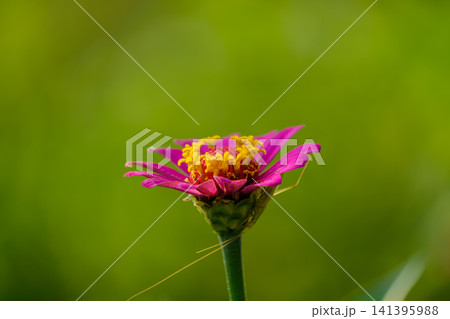緑のボケ背景に浮かび上がる鮮やかな濃ピンクのジニアの花 緑のボケ背景に浮かび上がる鮮やかな濃ピンクのジニアの花 141395988