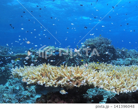石垣島のテーブルサンゴに集う小魚の群れ 石垣島のテーブルサンゴに集う小魚の群れ 141396048