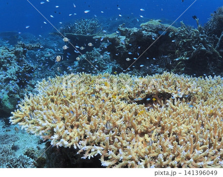 石垣島に広がる枝サンゴの群生と小魚たち 141396049