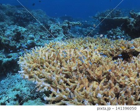 石垣島の枝サンゴに群れる小魚たち 石垣島の枝サンゴに群れる小魚たち 141396050