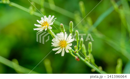 緑豊かな背景の中で可憐に並んで咲くクリーム色のアキノノゲシの花 緑豊かな背景の中で可憐に並んで咲くクリーム色のアキノノゲシの花 141396064