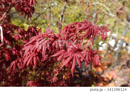 Red japanese maple tree leaves in autumn 141396124