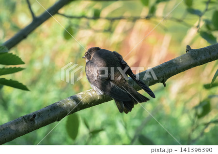 Fledgling swift or swallow sitting on a tree branch in summer. Fledgling swift or swallow sitting on a tree branch in summer. 141396390