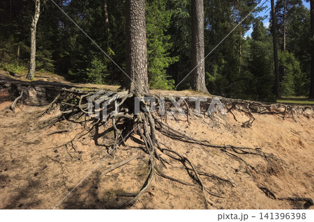 Exposed tree roots on a sandy slope in a sunny pine forest, soil erosion concept. Exposed tree roots on a sandy slope in a sunny pine forest, soil erosion concept. 141396398