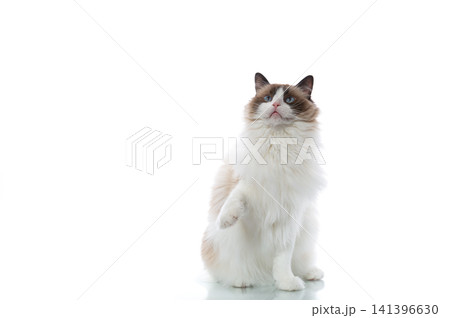 Longhaired Ragdoll cat isolated on white backdrop 141396630