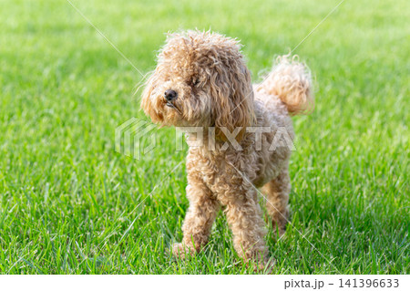 maltipoo dog standing on green grass lawn outdoors maltipoo dog standing on green grass lawn outdoors 141396633