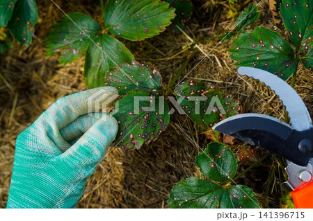 Gardener checking diseased strawberry leaf with spots before pruning with copy space Gardener checking diseased strawberry leaf with spots before pruning with copy space 141396715