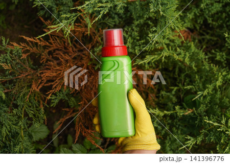 Gardener in yellow glove treating brown dry juniper branches with product mockup Gardener in yellow glove treating brown dry juniper branches with product mockup 141396776